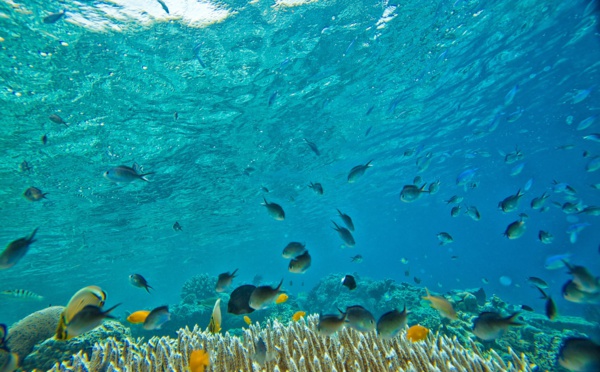 Australie: les coraux les plus au sud du globe touchés par le blanchissement