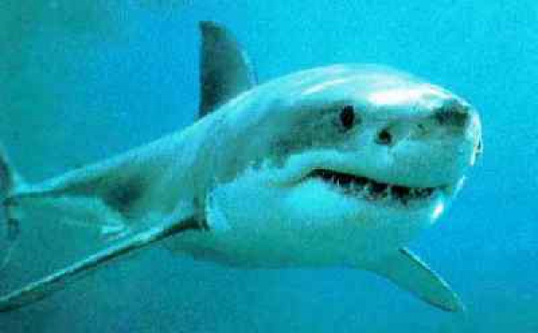 Attaque de requin sur la côte Ouest australienne : un mort