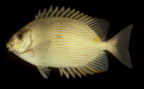 Le picot est aux Calédoniens, ce que le paraha peue est aux Polynésiens