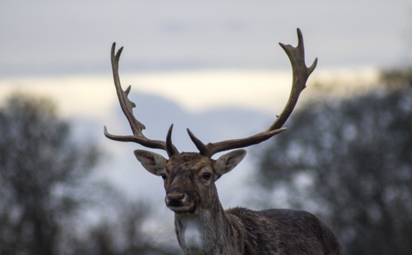 Australie: un cerf tue un homme et blesse grièvement une femme