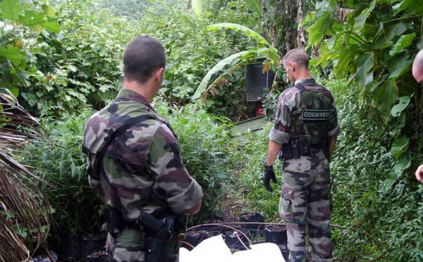 Plus de 1000 pieds de paka saisis à Papara