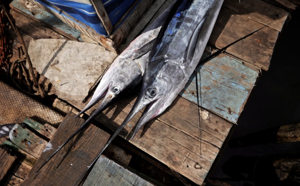 Un marlin atterrit dans leur pneumatique, deux Australiens grièvement blessés