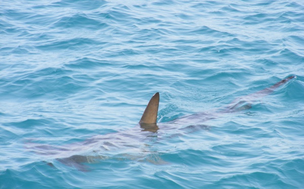 Un enfant a la jambe arrachée par un requin à Nouméa