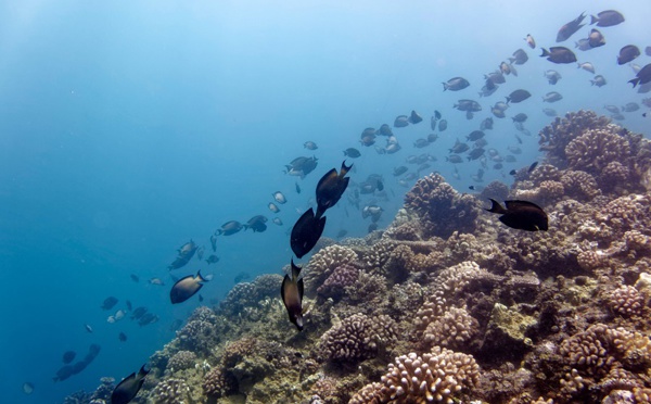 La diversité des poissons du lagon vitale pour le corail