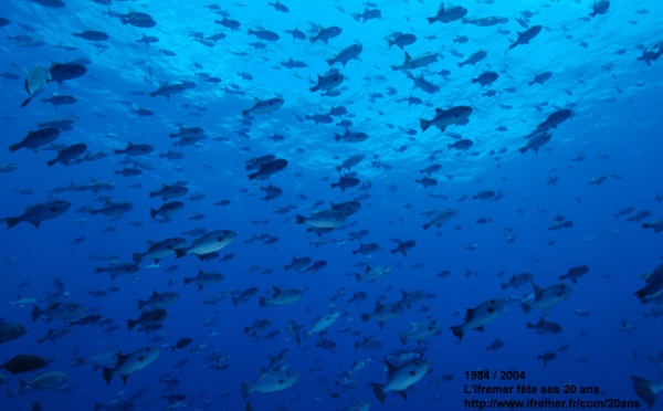 A Tahiti, un colloque international sur le "miracle" des dispositifs de concentration de poisson