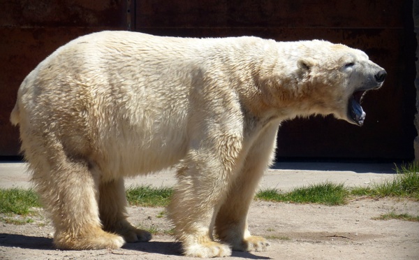 Russie: un ours blanc affamé repéré à plus de 800 km de son habitat