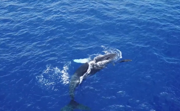 Les premières baleines déjà observées au fenua