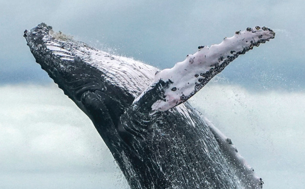 Japon: premières prises de baleines à des fins commerciales depuis 31 ans