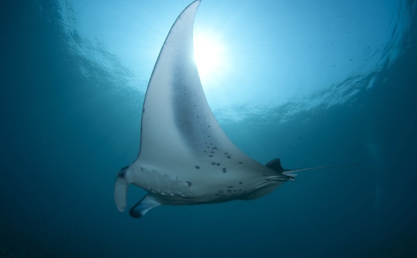 Australie : des plongeurs au secours d'une raie manta