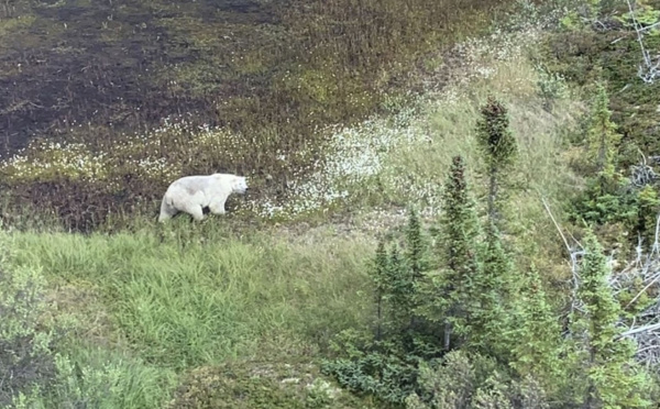 Chasse à l'homme au Canada: la police déplace ses recherches suite à un renseignement