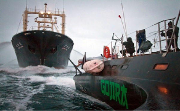Trois écologistes montent sur un navire protégeant les baleiniers japonais