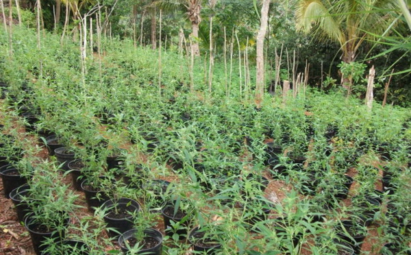 1200 pieds de paka découverts sur un motu de Rangiroa