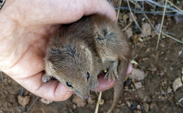 Australie: d'"intenses" accouplements responsables de la mort prématurée de marsupiaux