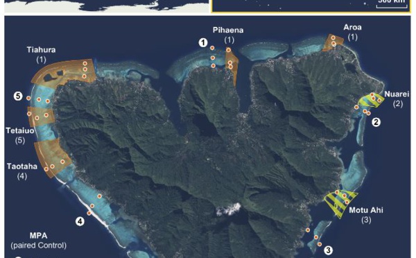 Aires marines protégées de Moorea : le bilan 10 ans après