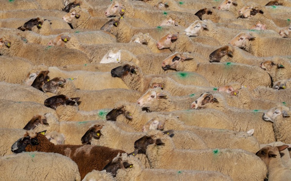 Le moral des éleveurs "au plus bas" après un été de sécheresse