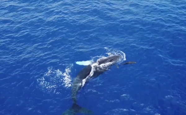 La loi qui interdit les photos de baleines, vini, tiare... 