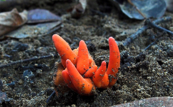 Un des champignons les plus dangereux au monde trouvé en Australie