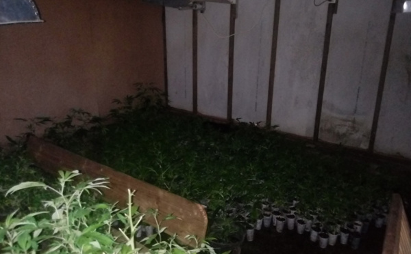 825 plants de cannabis découverts à Taiarapu Est