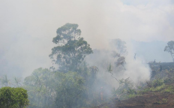 Incendie à Nuku Hiva: 600 hectares de forêt dévastée, une espèce endémique menacée