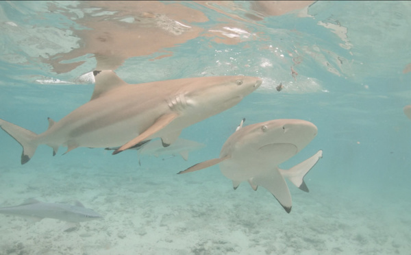 Enfant mordu par un requin : "Il est interdit d’interagir avec des espèces sauvages"