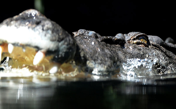 Australie: attaqué par un crocodile, il survit en lui mettant le doigt dans l'oeil