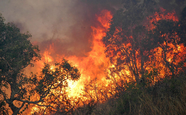 Important incendie de forêt à la périphérie de Nouméa