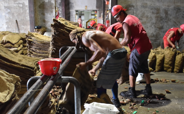 Coprah : Le rapport qui veut secouer le cocotier