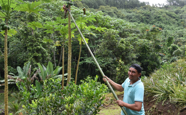 Toarii Estall récolte les fruits de sa passion