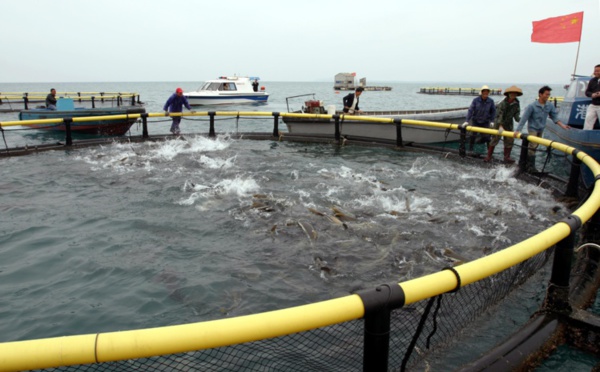 Le Pays autorise l'importation de poissons d'aquaculture