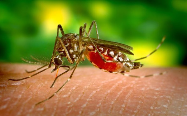 163 nouveaux cas de dengue