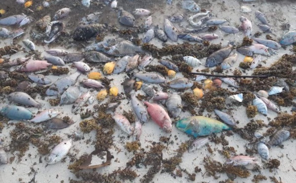 Des centaines de poissons morts retrouvés à Bora Bora et Raiatea