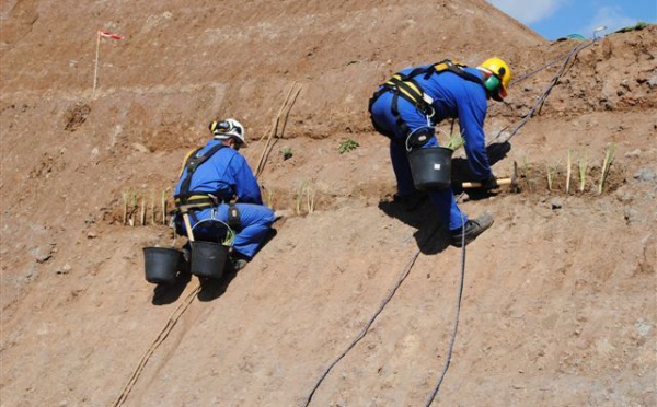 Le Vétiver pour stabiliser les talus