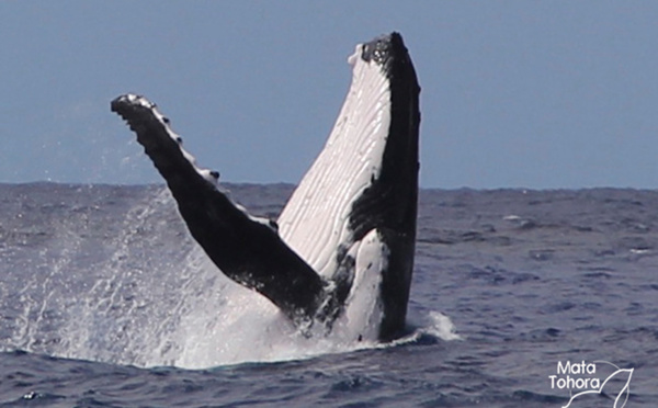 Le respect des baleines à bosser 