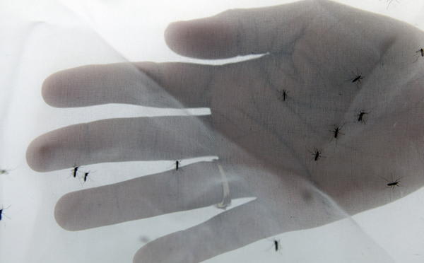 L’épidémie de dengue à Saint-Martin provoque un premier décès