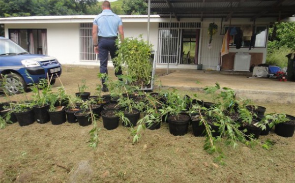 Moorea: saisie de 300 plants de cannabis
