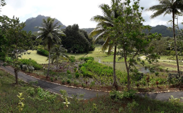 Raiatea : Le jardin botanique de Faaroa rouvert au public