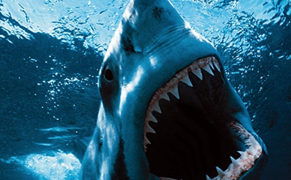 Australie: l'attaque d'un requin relance le débat sur son statut d'espèce protégée
