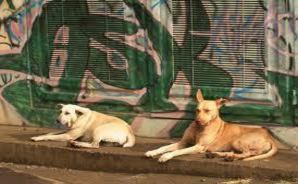 Bora Bora: un bébé attaqué par un chien errant