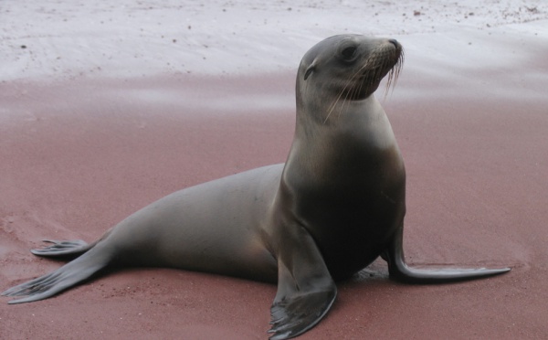 Une otarie découverte sur une plage polynésienne