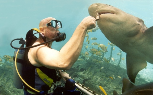 Shark feeding : rappel à la réglementation