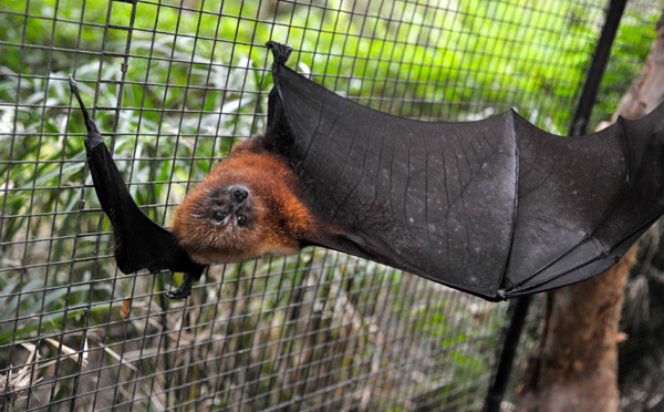 Une maladie bactérienne liée à la chauve-souris étudiée en Nouvelle-Calédonie