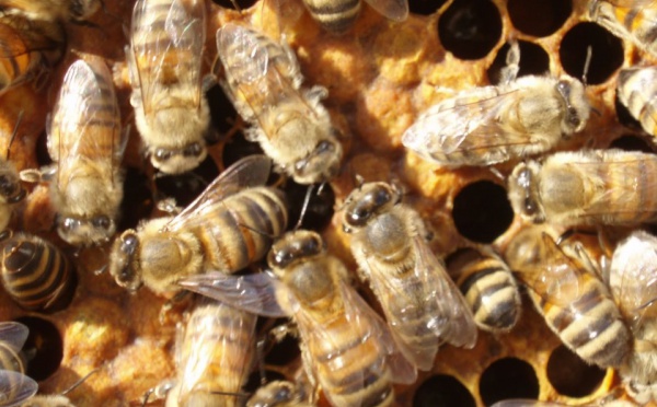 Apiculture : en Polynésie, la limite c’est le ciel