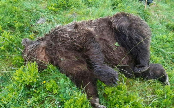 L'abattage d'un ours ravive les tensions entre pro et anti-ours