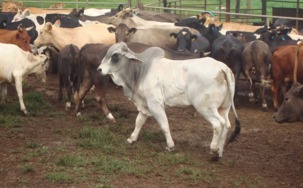 Taravao: Arrivée de deux taureaux reproducteurs "brahman" en provenance de Nouvelle-Calédonie