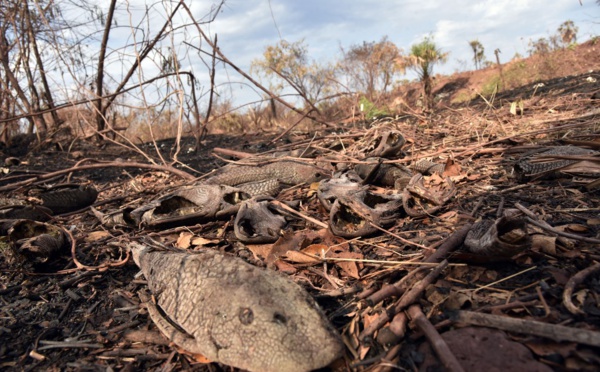 Brésil: trois fois plus d'incendies cette année au Pantanal