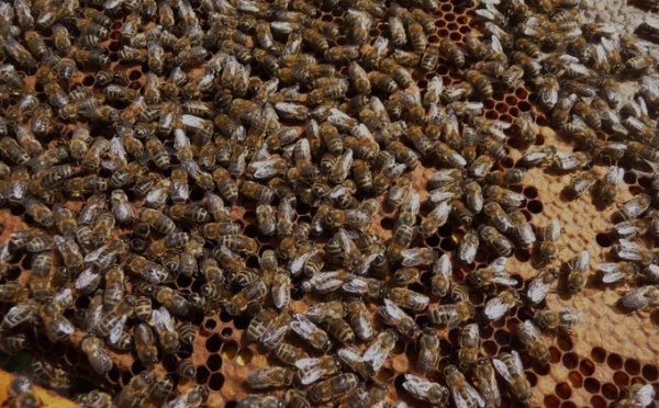 Apiculture : la filière polynésienne à la loupe