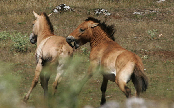 Mystère autour d'une série de mutilations de chevaux