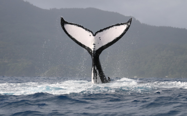 Baleines et éco-tourisme de retour à Rurutu