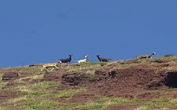 Accident de chasse à Ua Huka: un des chasseurs placé sous contrôle judiciaire pour homicide involontaire