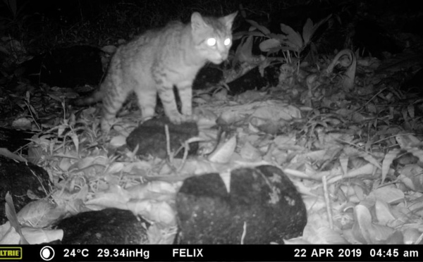 Les chats sauvages menacent la faune polynésienne